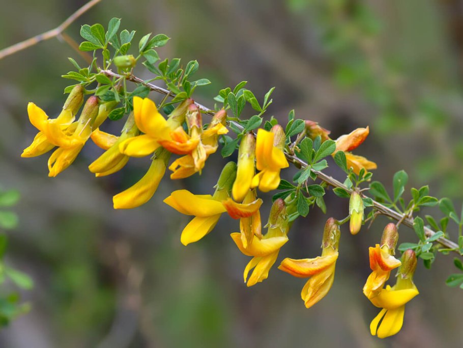Карагана Caragana arborescens