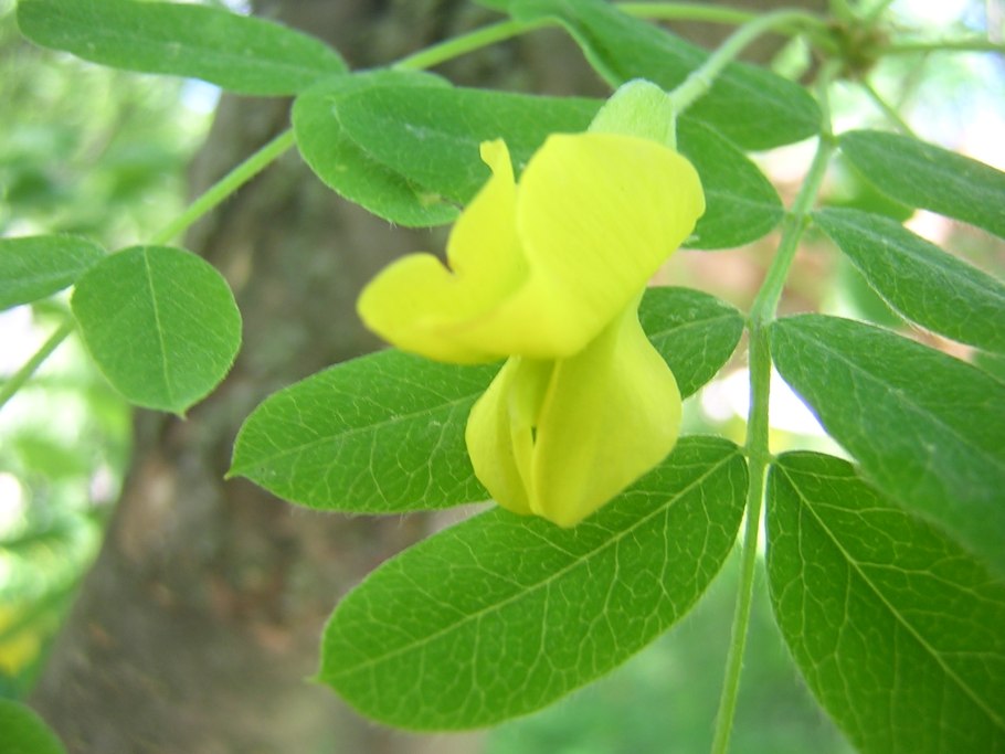 Карагана древовидная изгородь