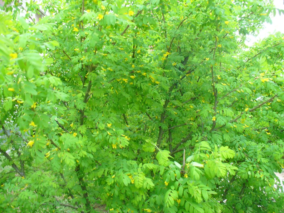 Карагана кустарниковая