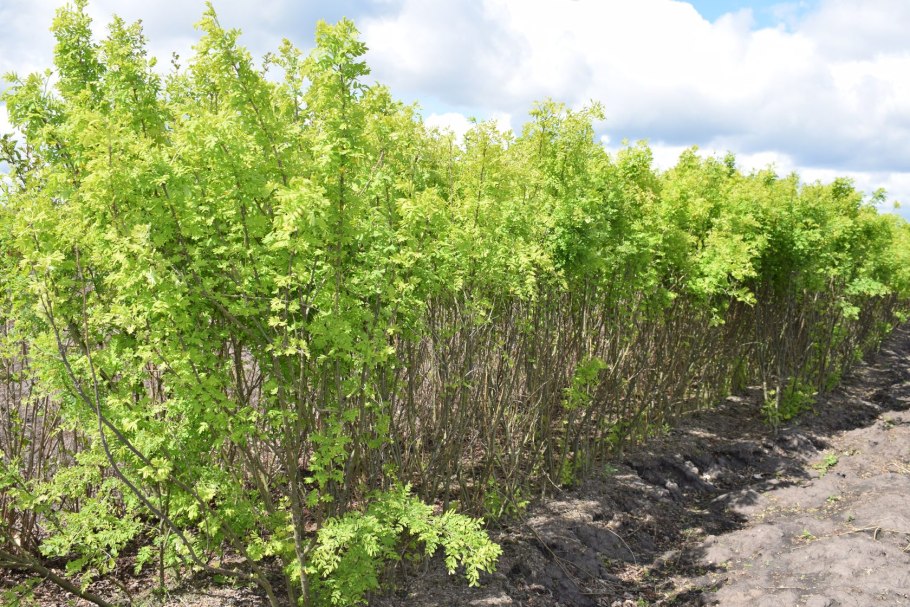 Caragana arborescens