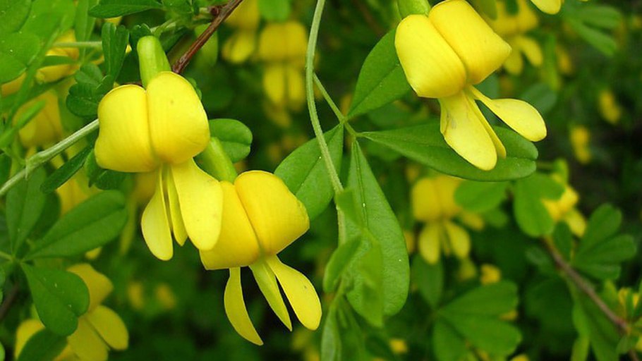 Карагана древовидная