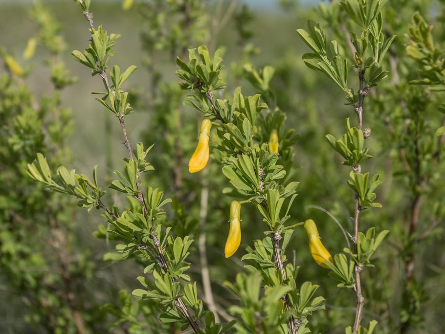 Карагана кустарниковая