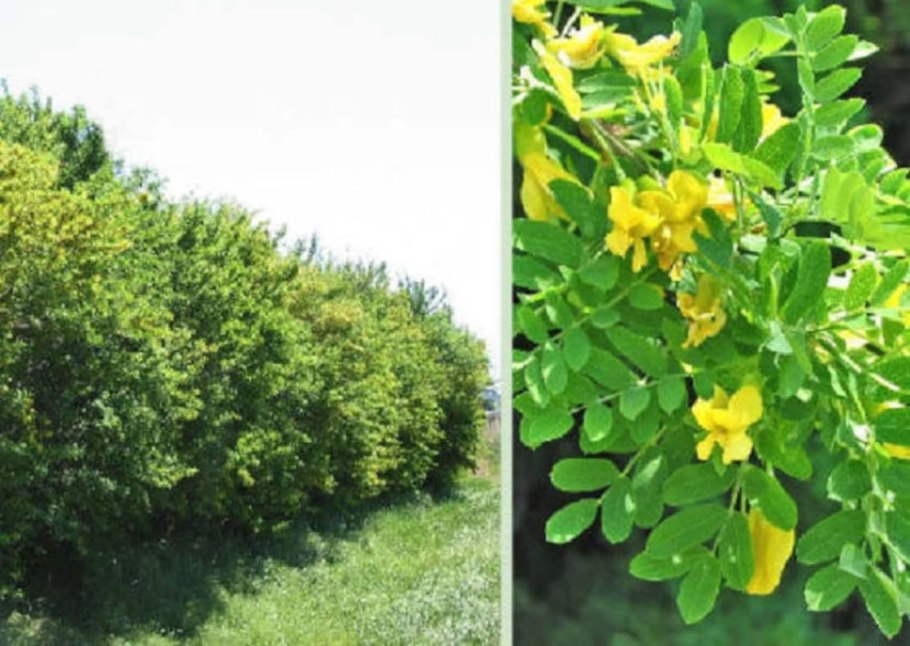 Карагана древовидная Пендула