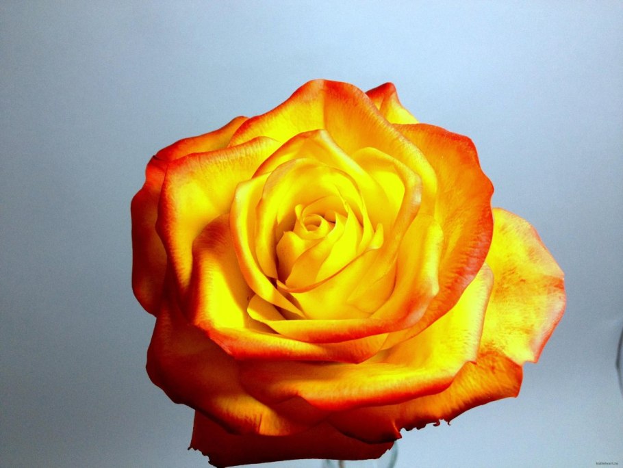 Хай Еллоу Magic роза