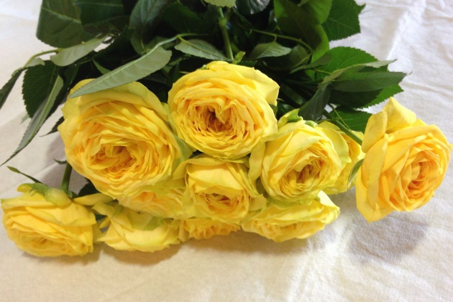 Роза Хай Еллоу