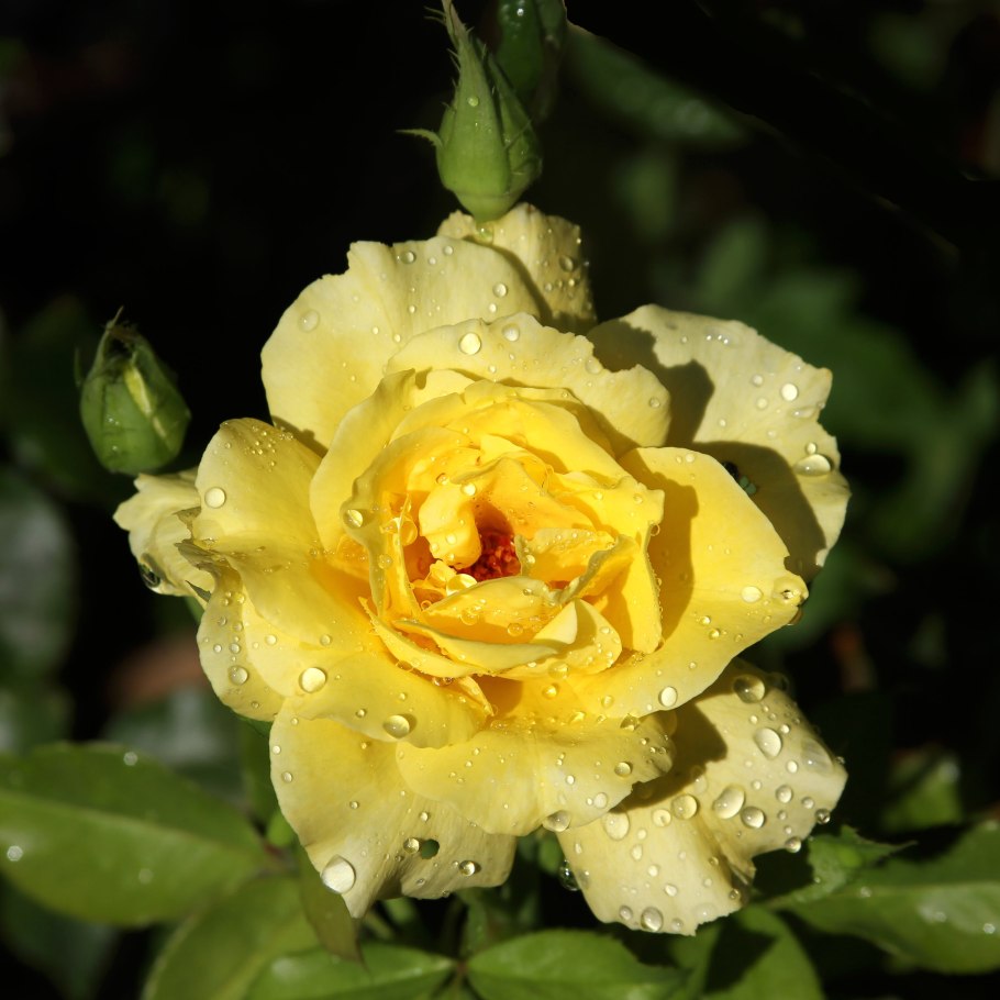 Роза Йеллоу Кинг