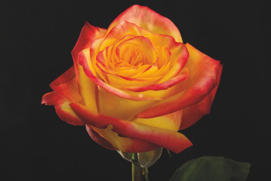 Роза хай еллоу мэджик