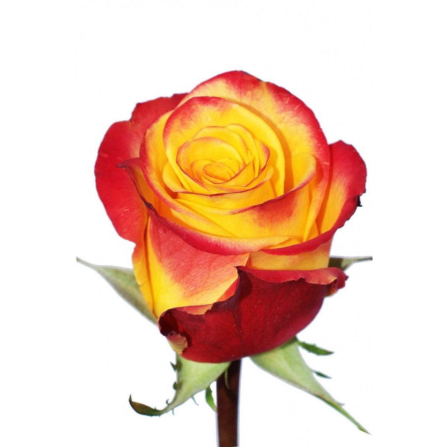 Роза Лайт оранж