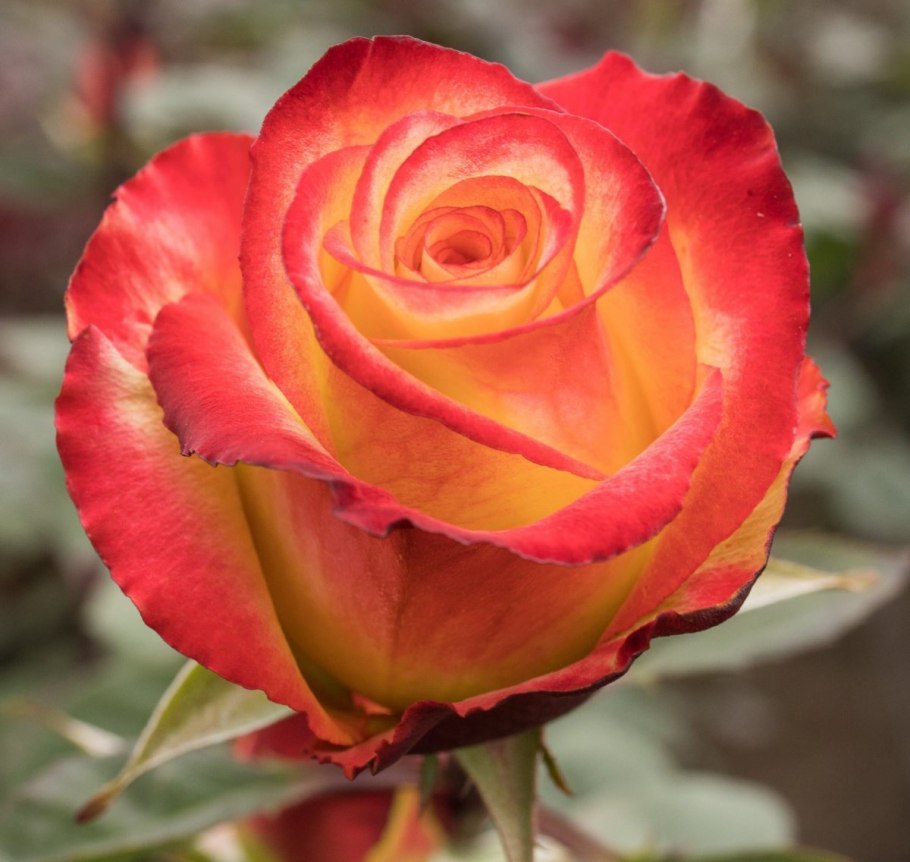 Роза Персиан Сансет