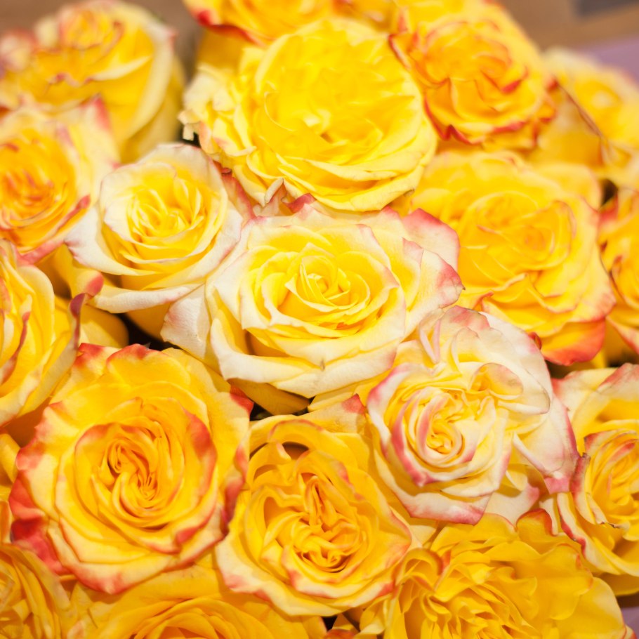 Найт Мэджик роза