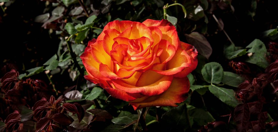 Желтые розы это уличные цветы или домашние