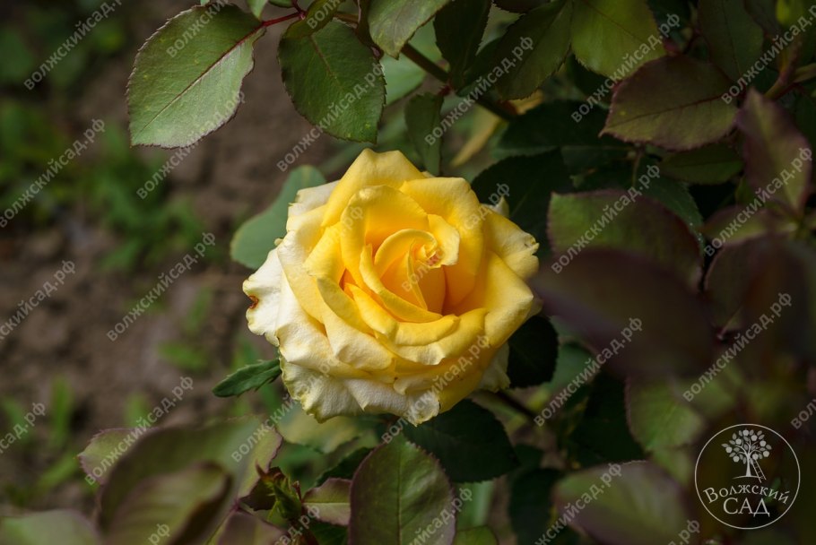 Роза Хай Мэджик