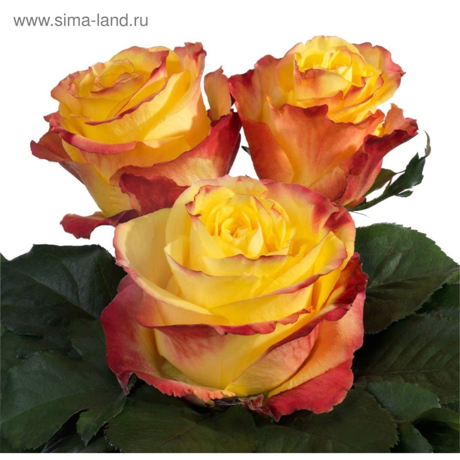 Леонардо Алиса желтые розы