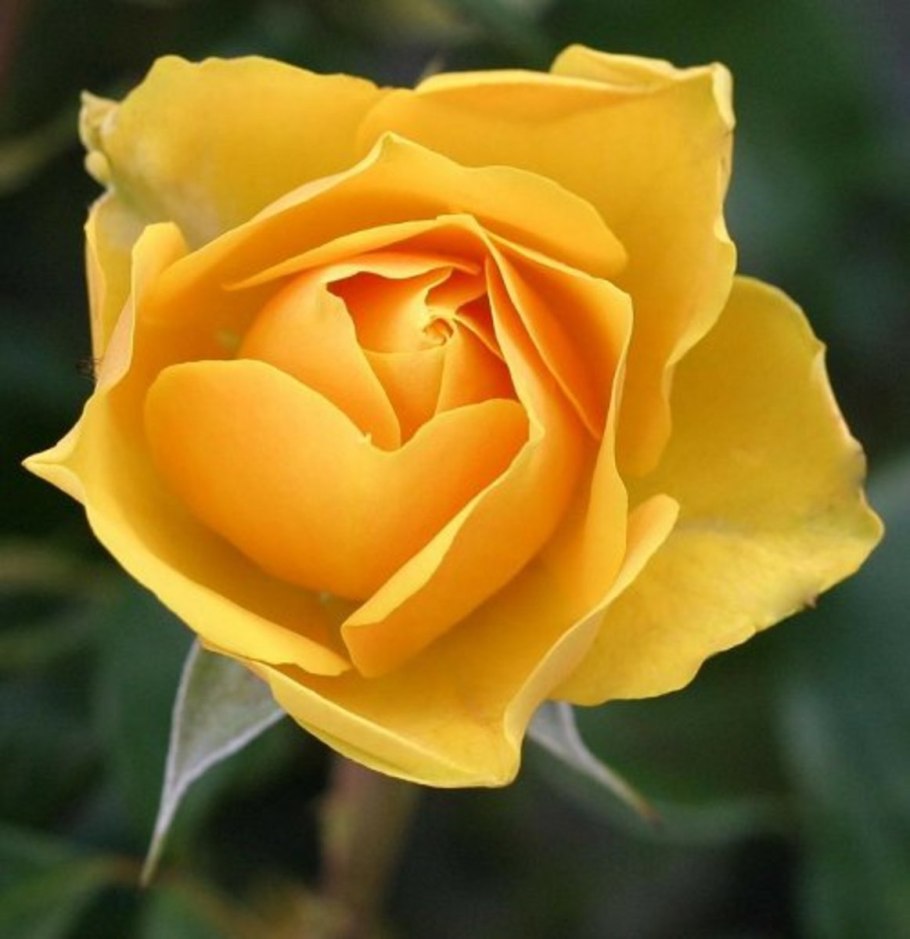 Еллоу Мартин роза