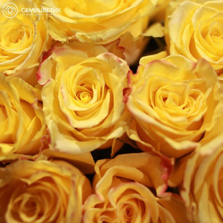 Роза оранж Мэджик