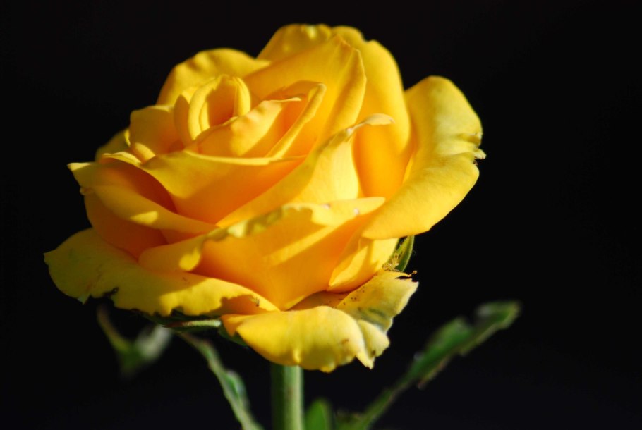 Розы желто красного цвета