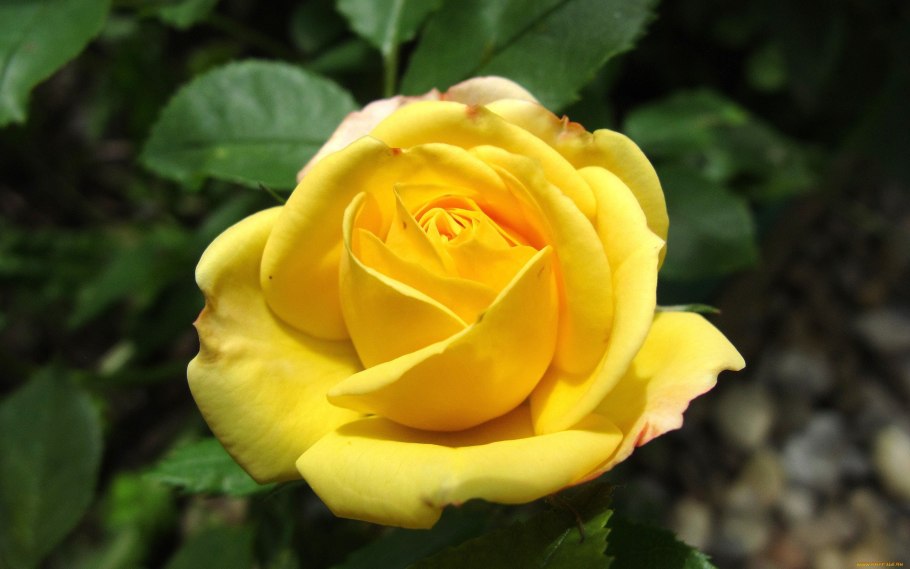 Роза йеллоу айленд