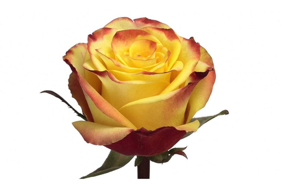 Роза Йеллоу Кинг