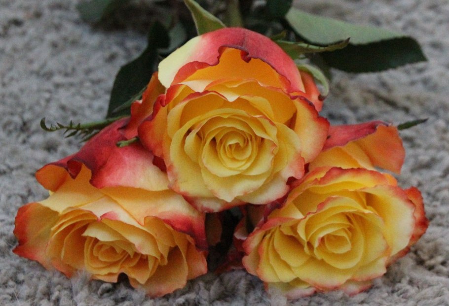 Роза Эквадор Хай Интенс