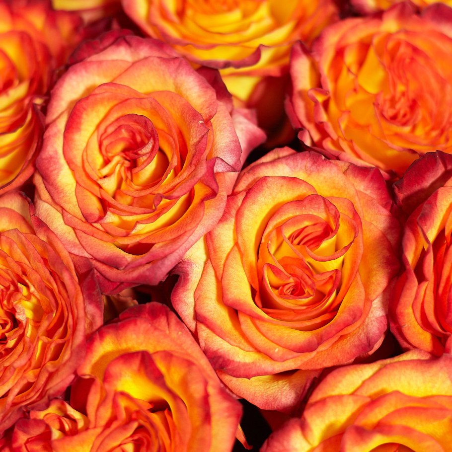 Роза эквадор хай мэджик