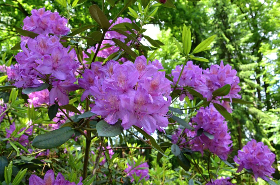 Саган-дайля чай этикетка