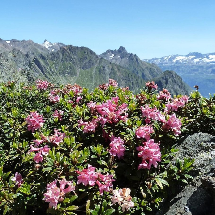 Rhododendron caucasicum