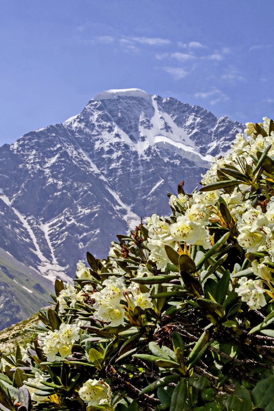 Рододендрон колхидский