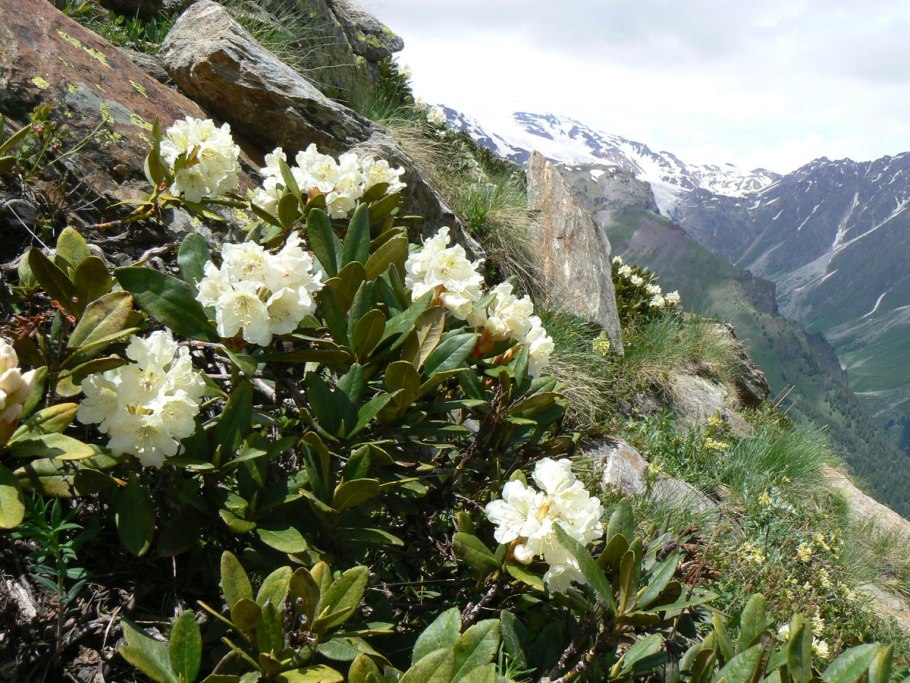 Rhododendron yakushimanum Edelweiss