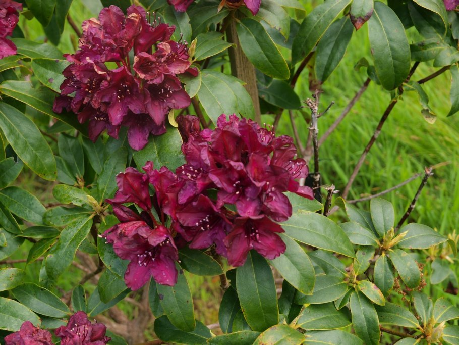 Рододендрон Западный