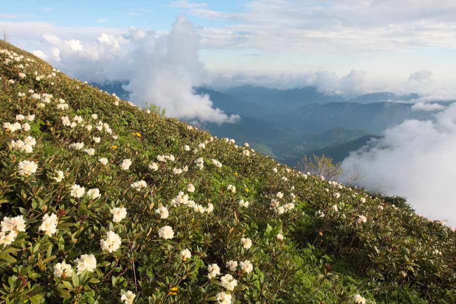 Рододендрон Саган дайля