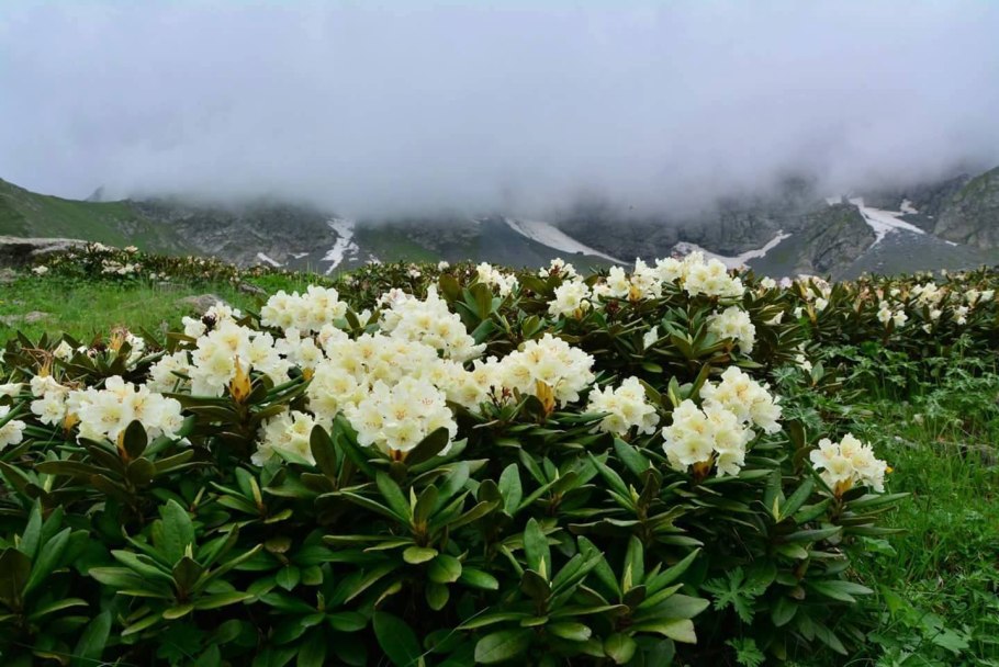 Рододендрон кавказский