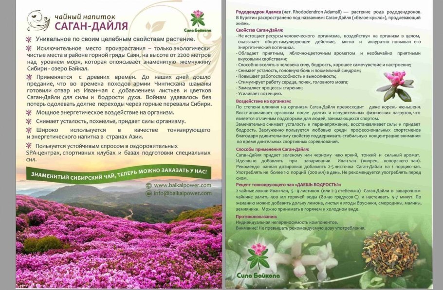 Рододендрон кавказский заповедник