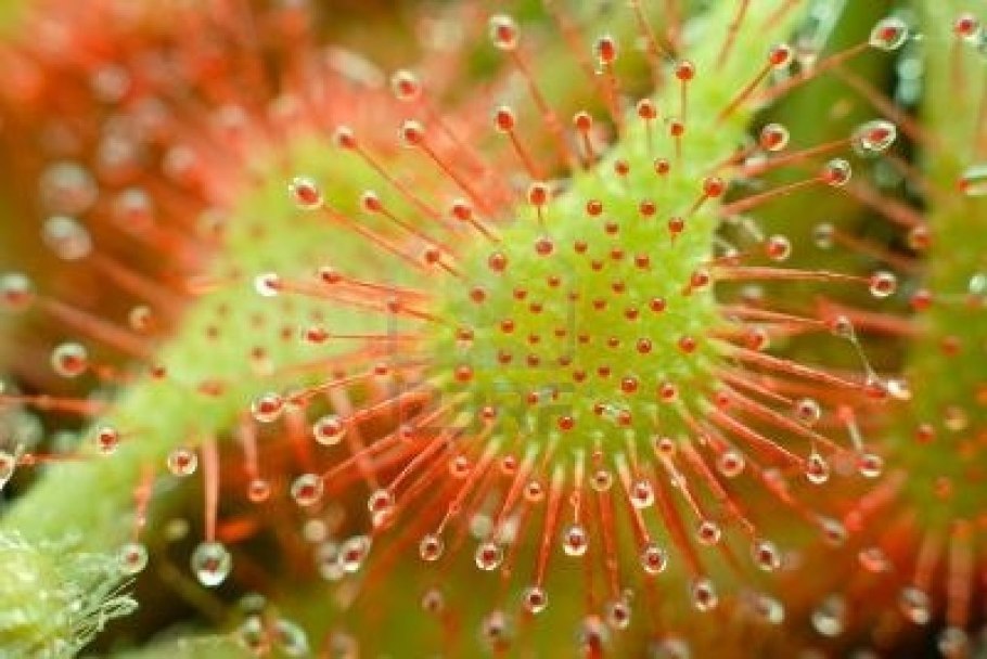 Drosera venusta