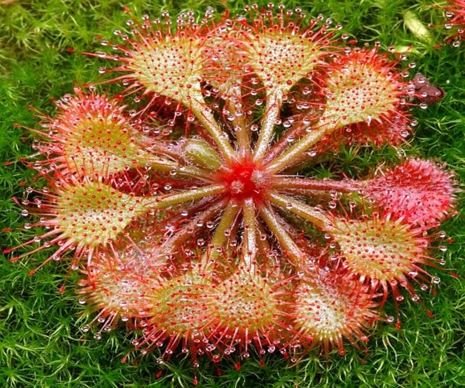 Sundew19 2012