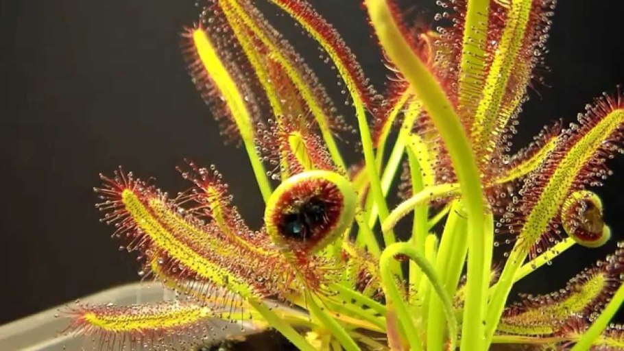Росянка круглолистная (Drosera rotundifolia)