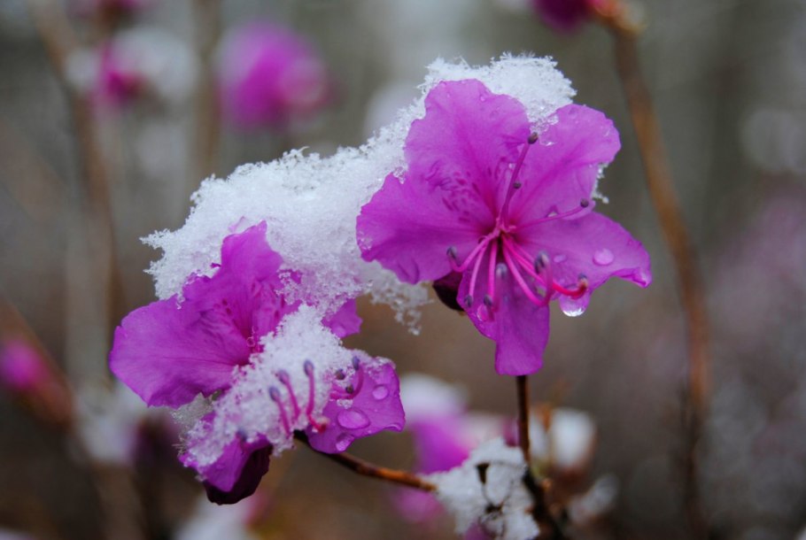 Цветение маральника на Алтае