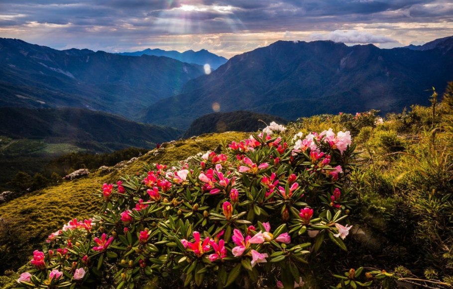 Рододендрон кавказский красная Поляна