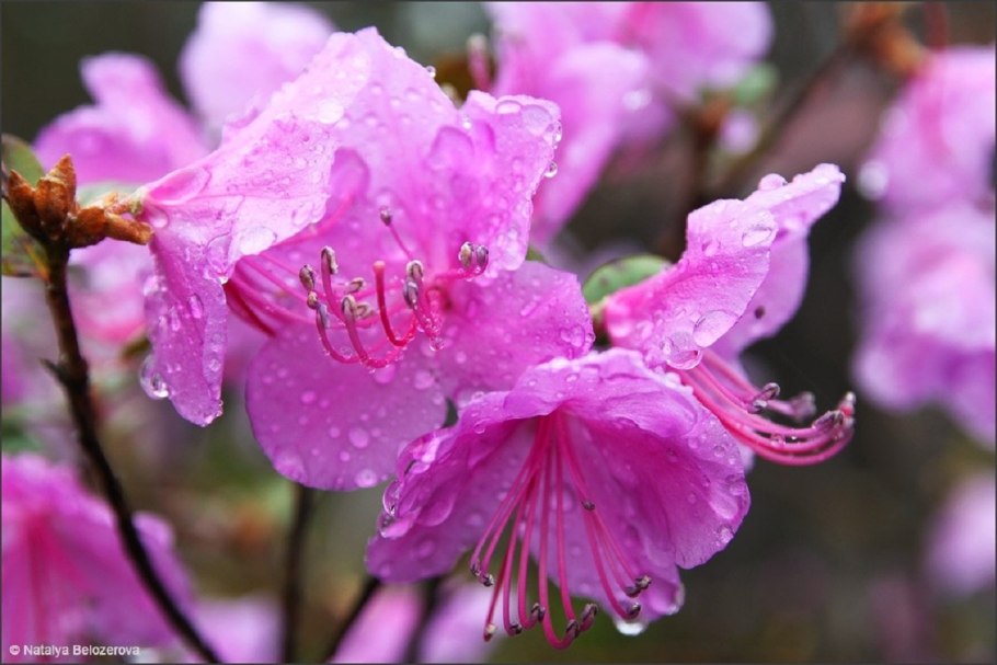 Рододендрон желтый Камчатский