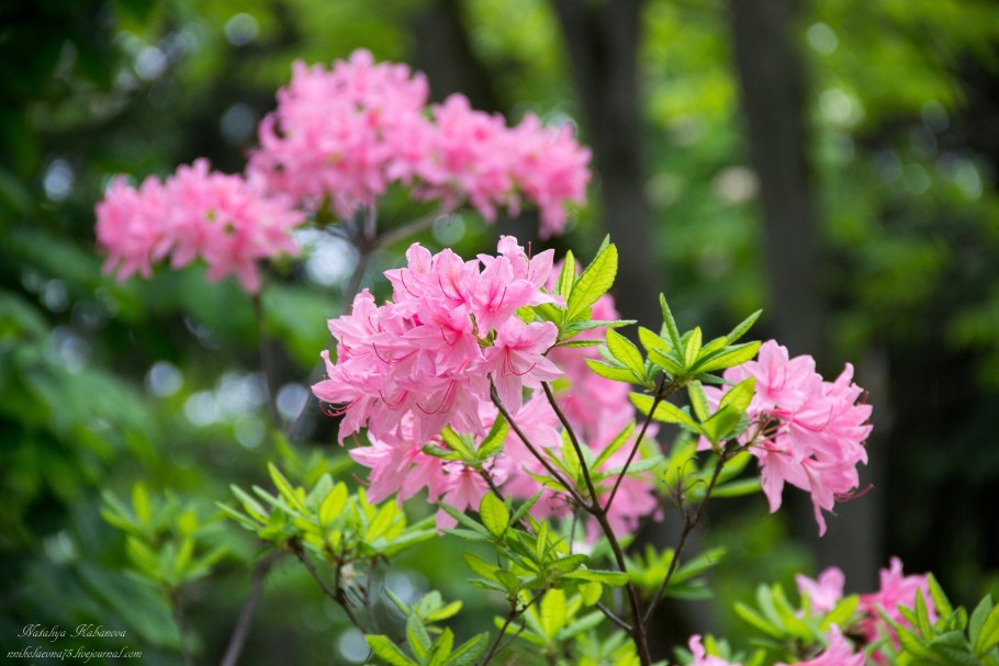 Рододендрон Даурский куст