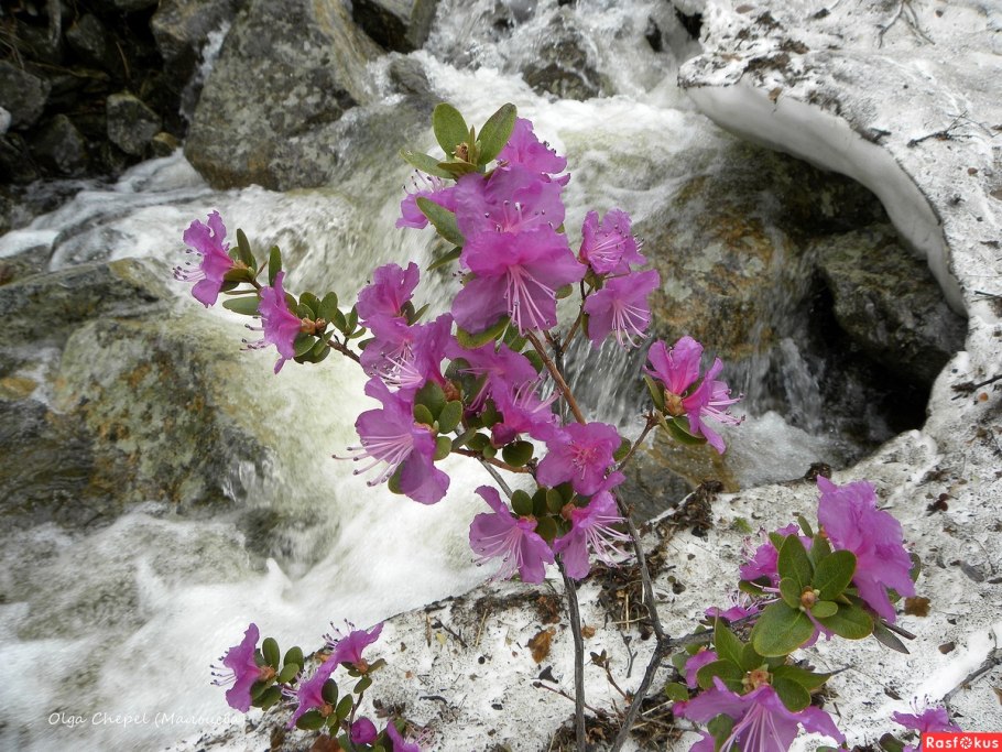 Рододендрон Даурский багульник