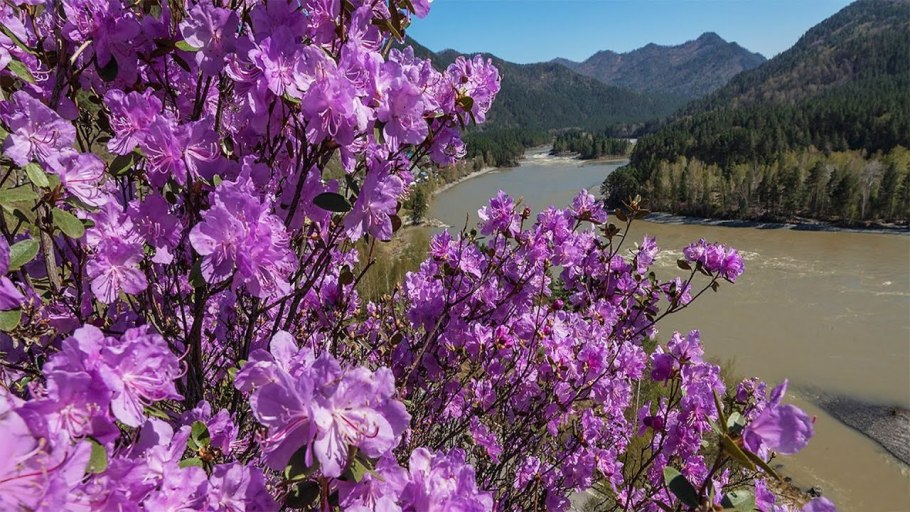 Рододендрон Даурский багульник