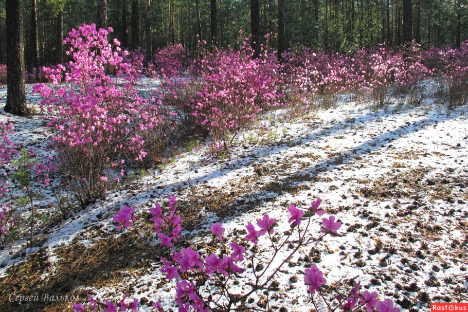 Рододендрон Дальневосточный