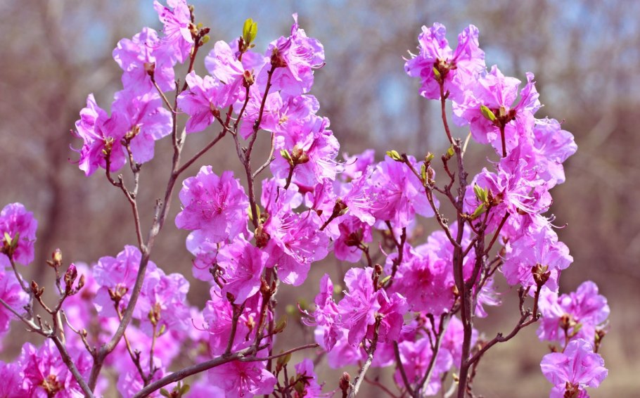 Маральник горный Алтай рододендрон