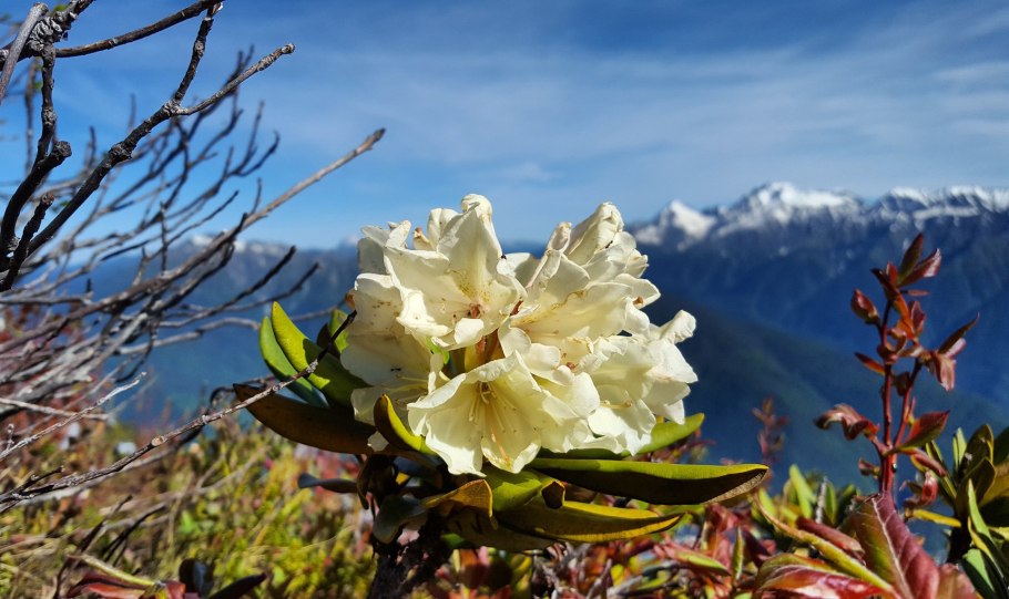 Азалия/рододендрон (Rhododendron AJ Geisha Rosa p9)
