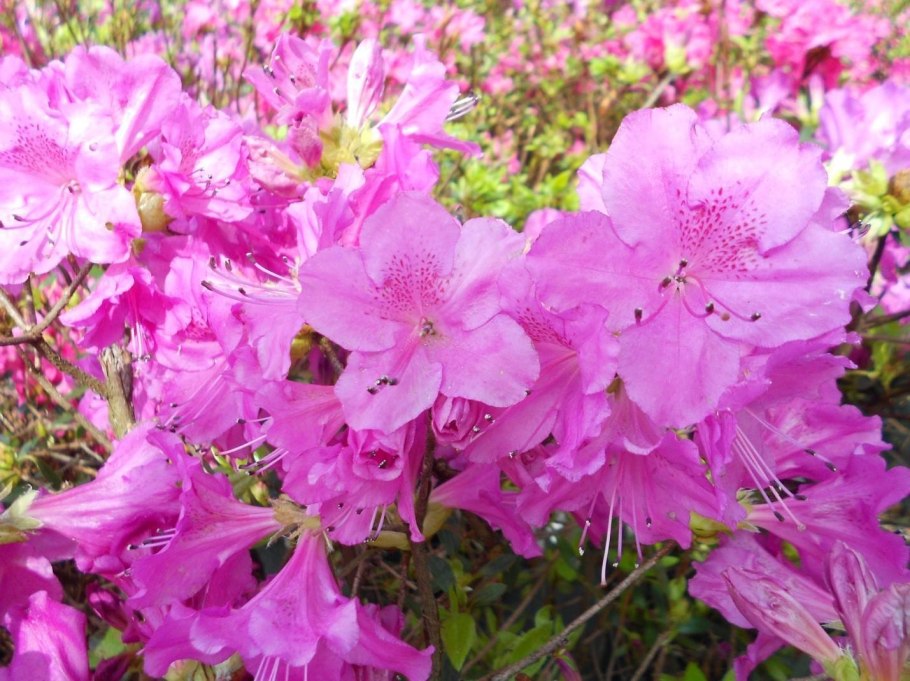 Альпийские Луга Северной Осетии РСО Алания