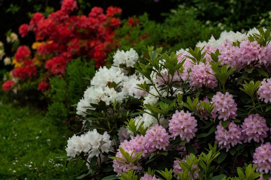 Дерево рододендрон Синтия