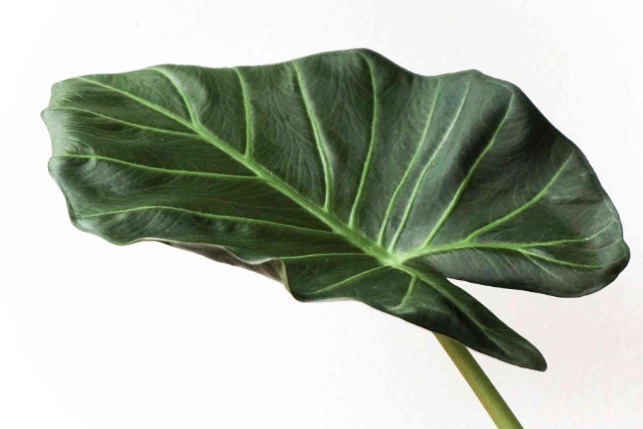 Алоказия Найроби Найт