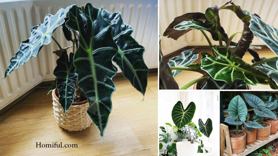 Колоказия комнатная