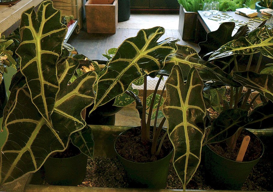 Алоказия Полли Росток