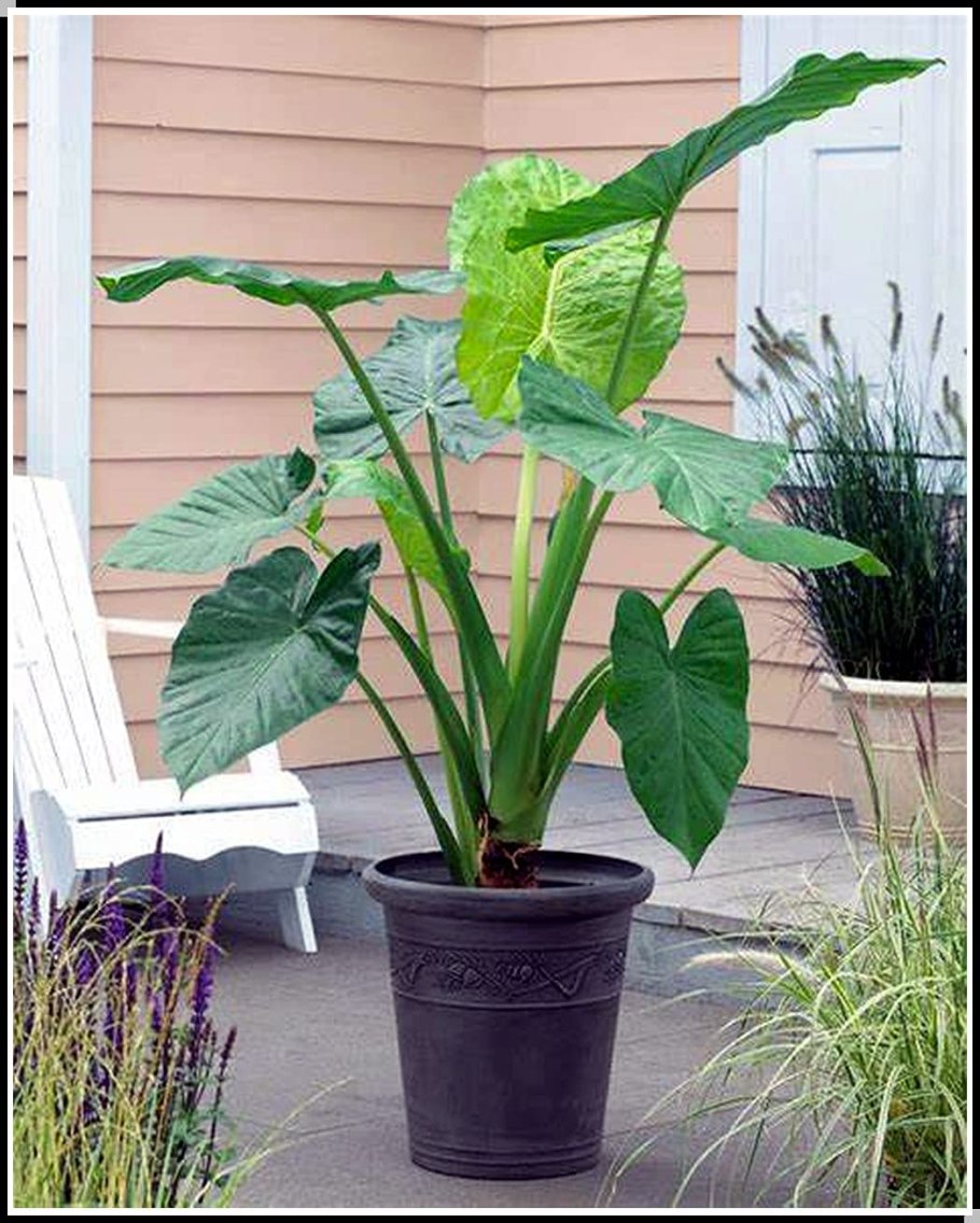 Алоказия Гагеана